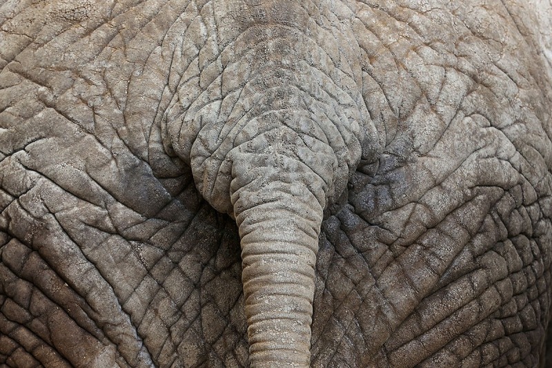 african-elephant_28Dec13