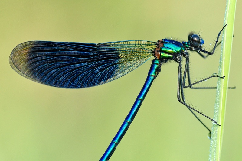 banded-demoiselle_21May11