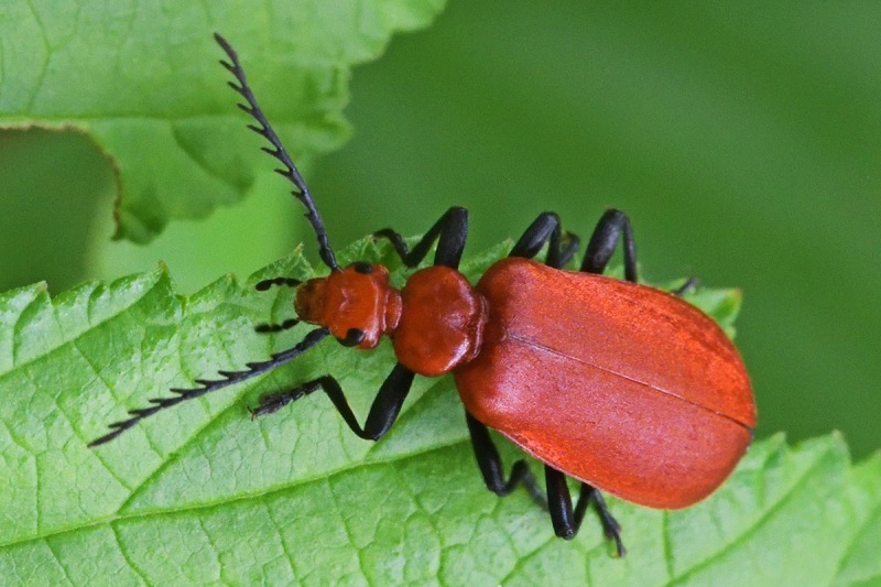 cardinal-beetle_03May24