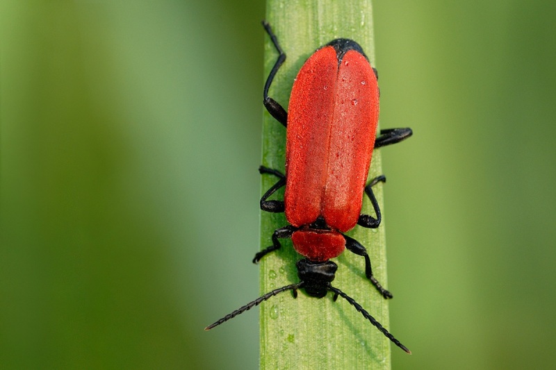 cardinal-beetle_04May24