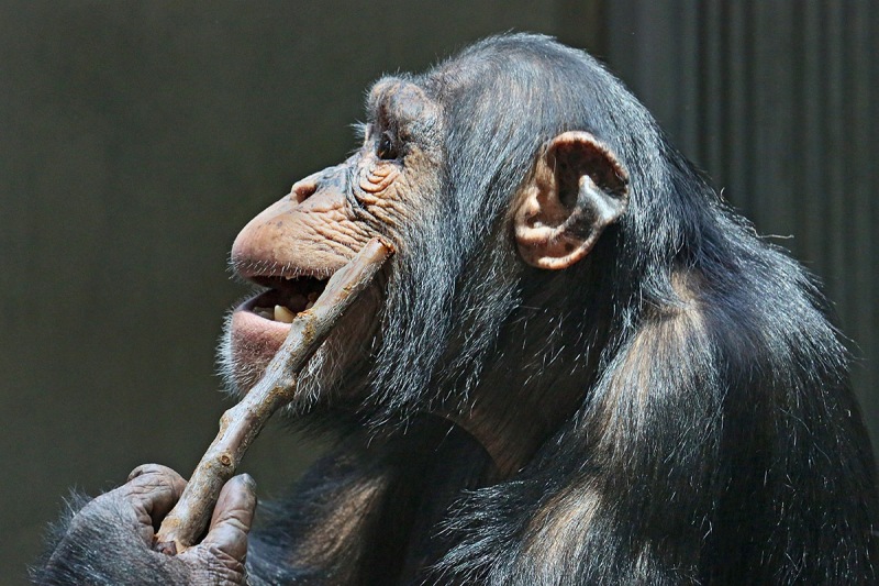 chimpanzee_01Oct14