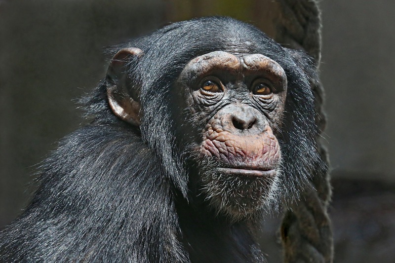 chimpanzee_02Oct14