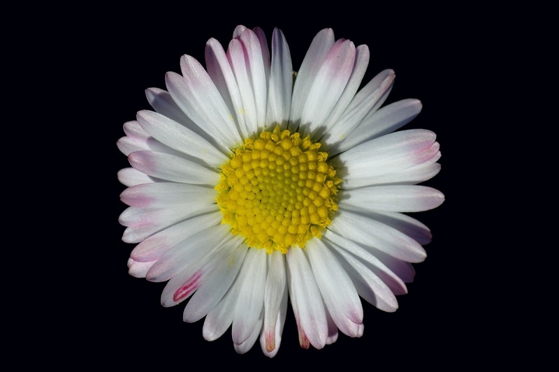 common-daisy_10Feb22
