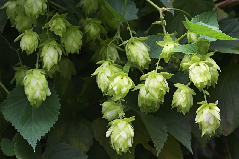 common-hops_09Sep23