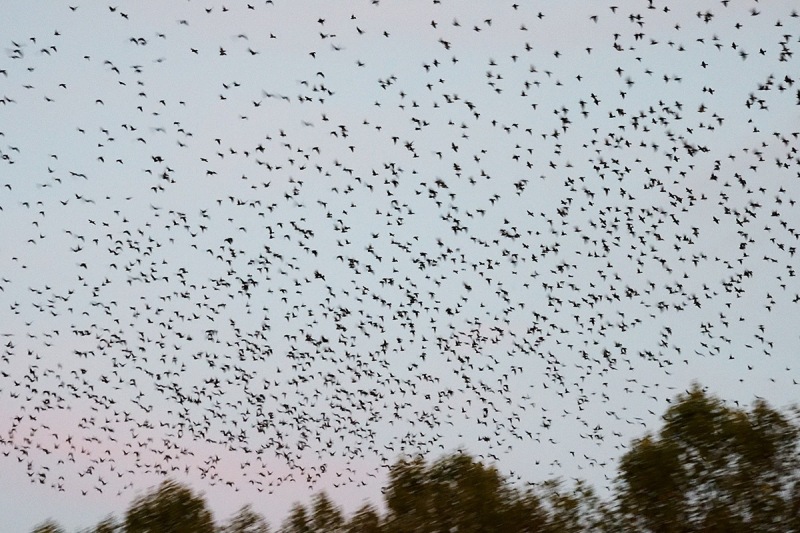 common-starlings_28Oct22