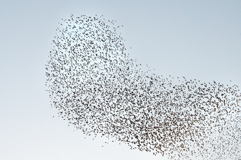 common-starlings_29Oct22