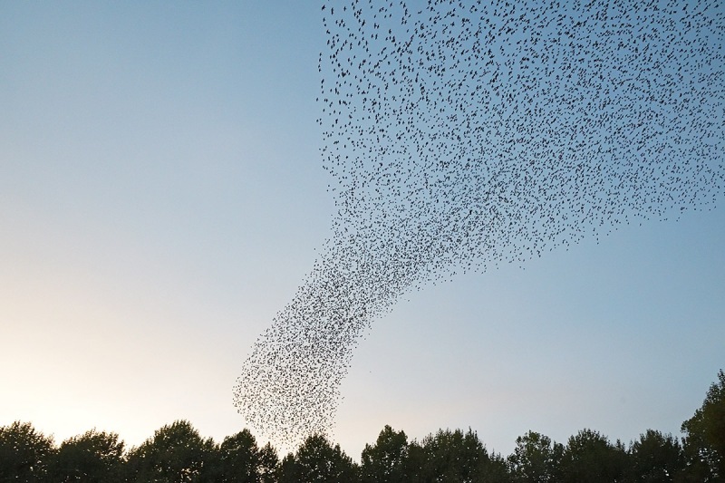 common-starlings_30Oct22