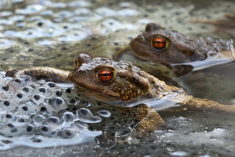 common-toads_05Apr15