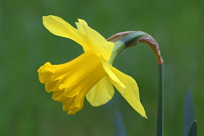 daffodil_07Mar24