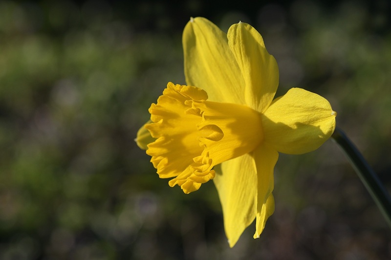 daffodil_11Mar22