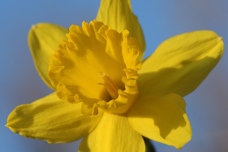 daffodil_12Mar22