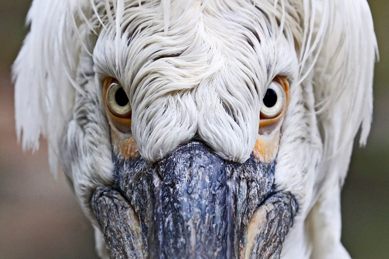 dalmatian-pelican_05Dec22
