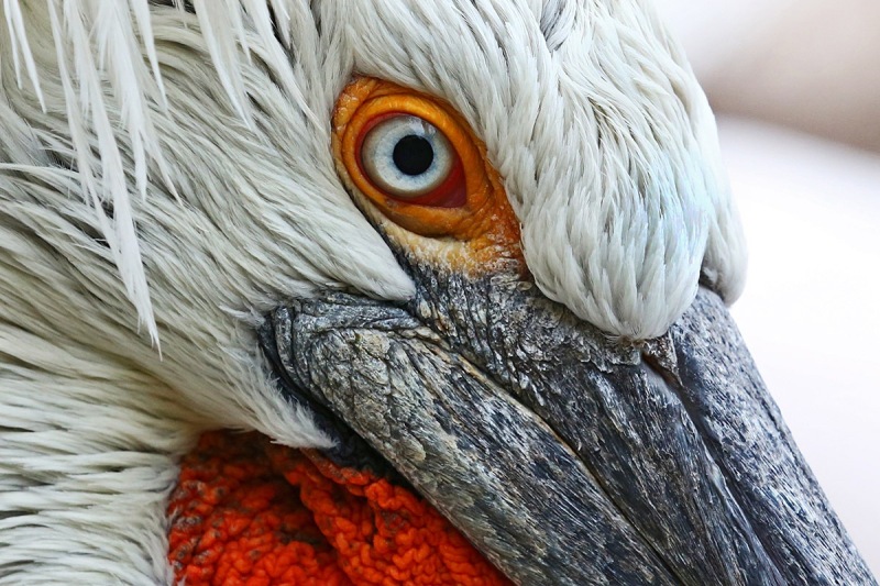 dalmatian-pelican_06Dec22