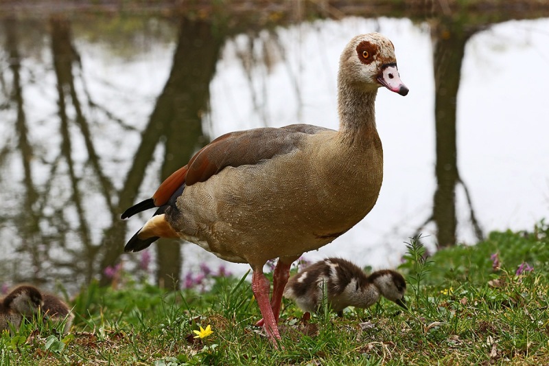 egyptian-geese_03Apr22