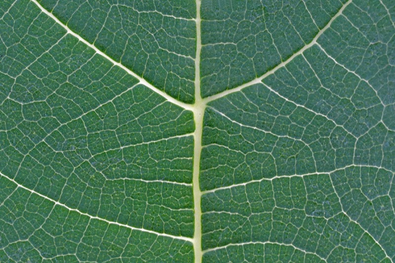 fig-leaf_15Aug23