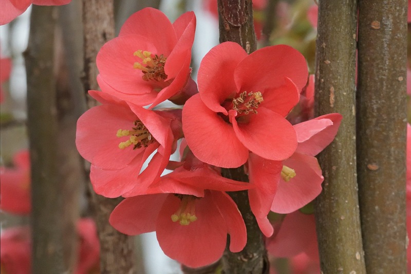 flowering-quince_20Mar24