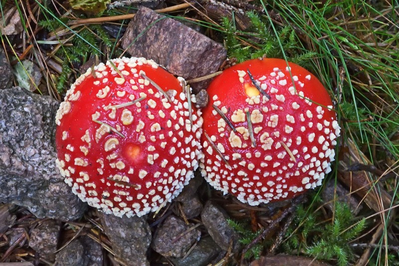 fly-agaric_23Oct22