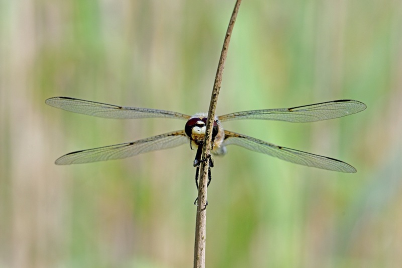 four-spotted-chaser_16Jun22