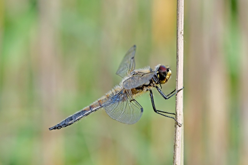 four-spotted-chaser_17Jun22