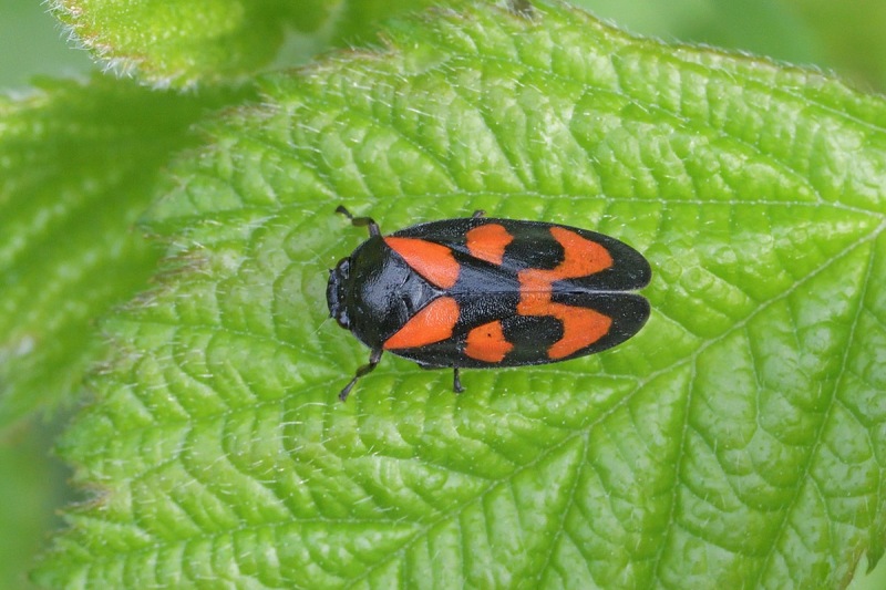 froghopper_07May22