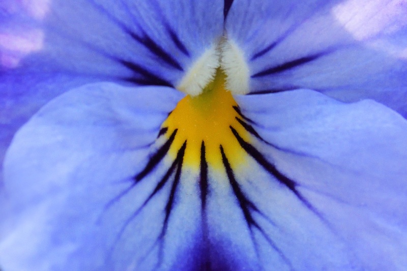 horned-pansy_17Mar22