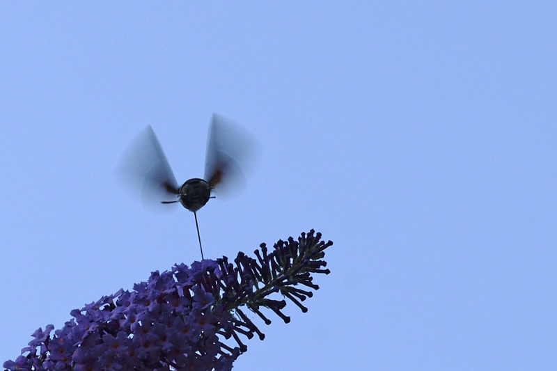 hummingbird-hawk-moth_25Aug22