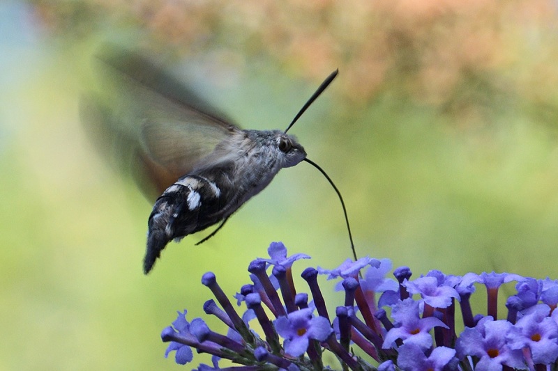 hummingbird-hawk-moth_26Aug22