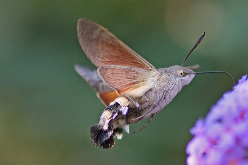 hummingbird-hawk-moth_28Aug22
