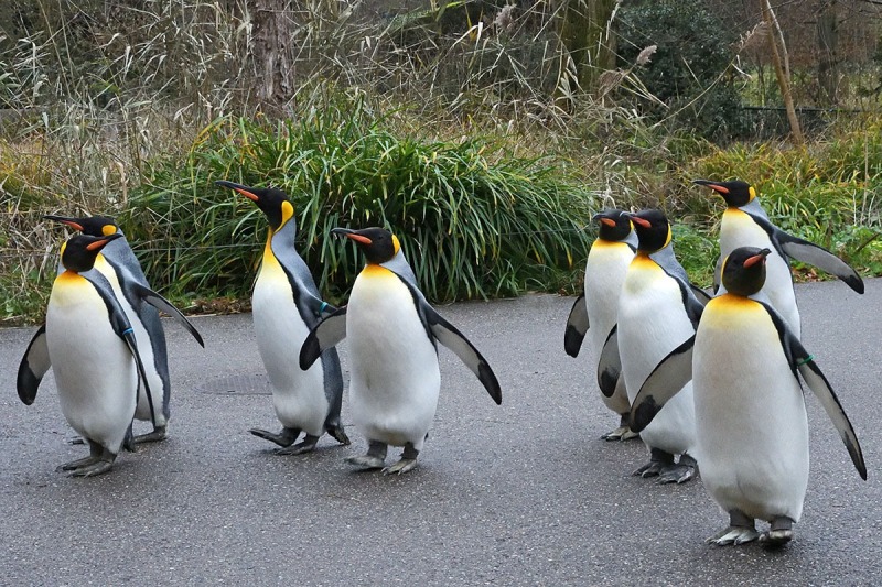 king-penguins_08Jan24