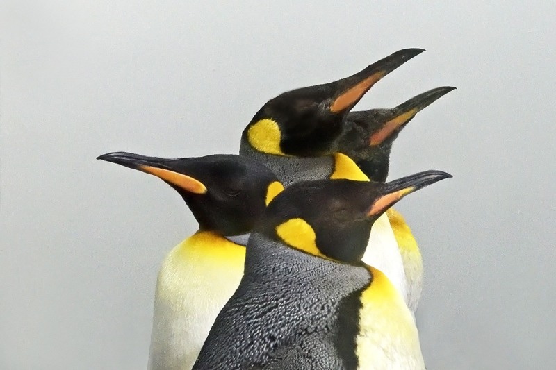 king-penguins_08Mar20