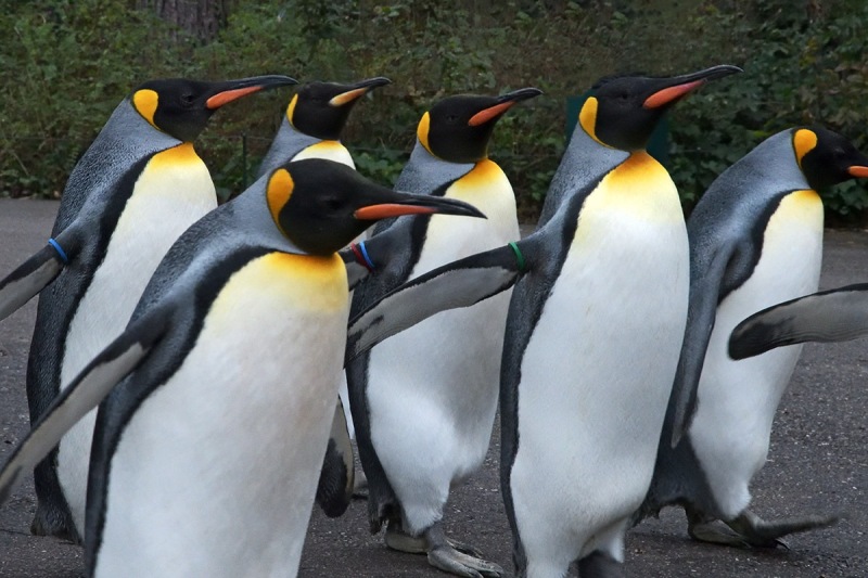 king-penguins_09Jan24