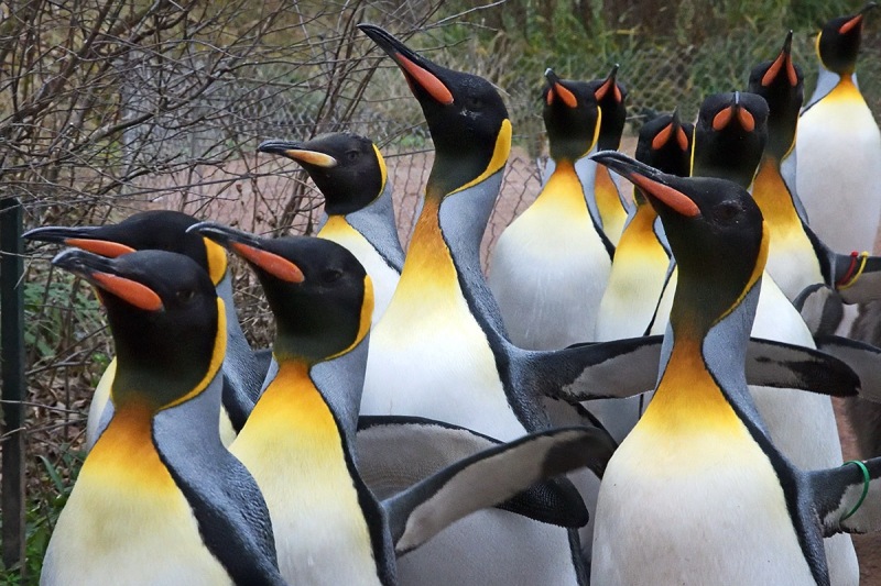 king-penguins_10Jan24