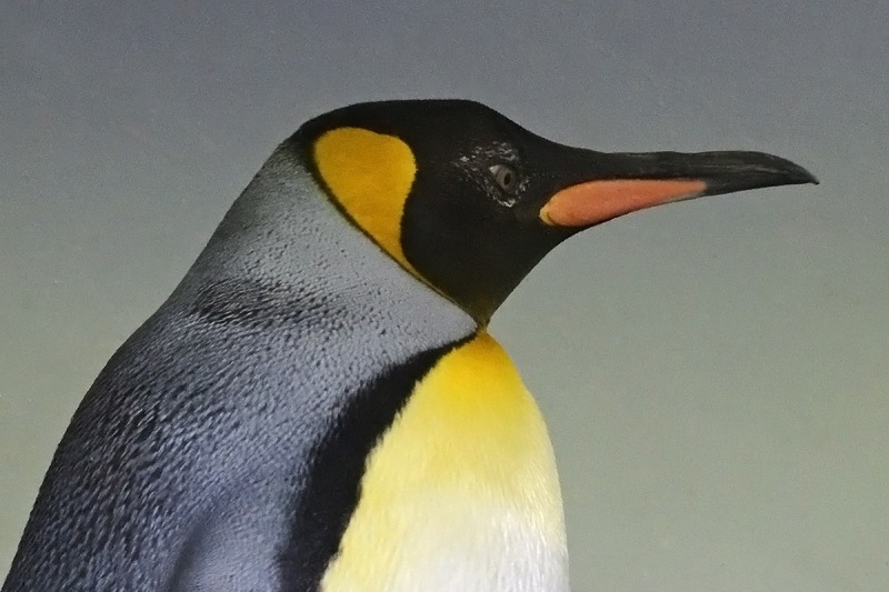 king-penguins_13Jan24