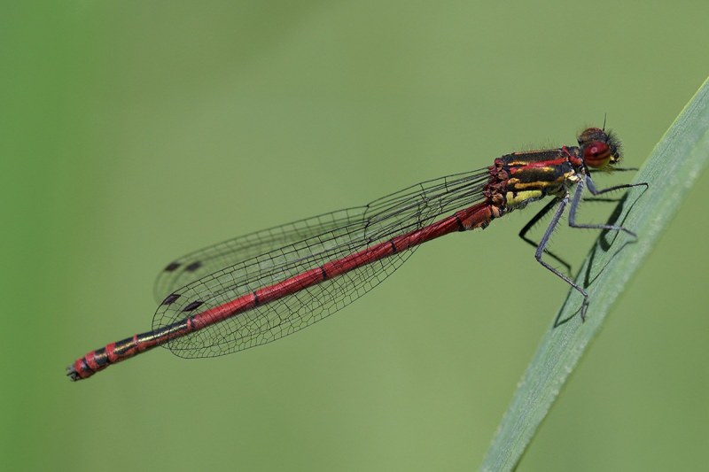 large-red-damselfly_08May18