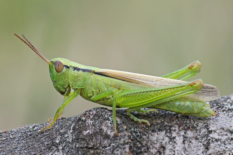 leek-grasshopper_07Aug22