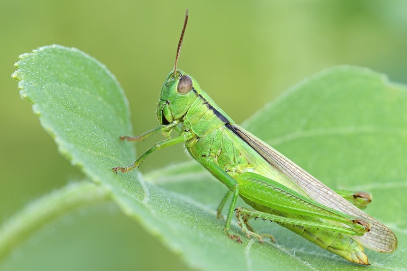 leek-grasshopper_15Aug20