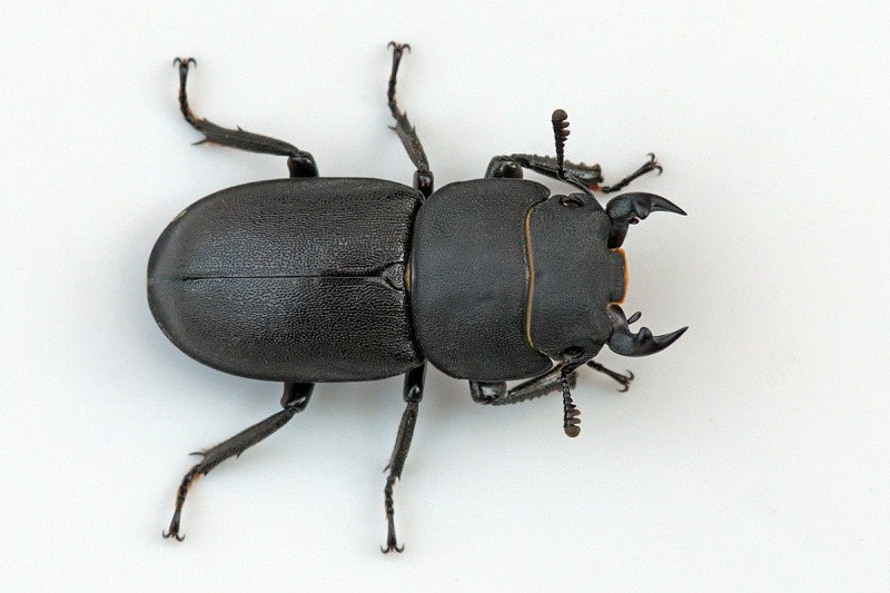 lesser-stag-beetle_28May20