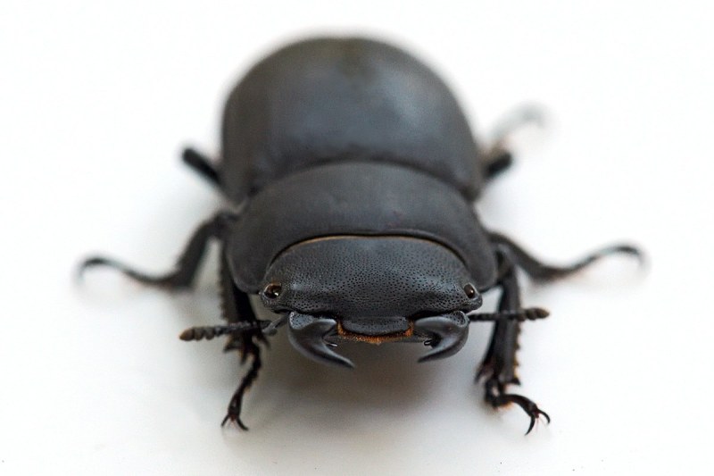 lesser-stag-beetle_29May20