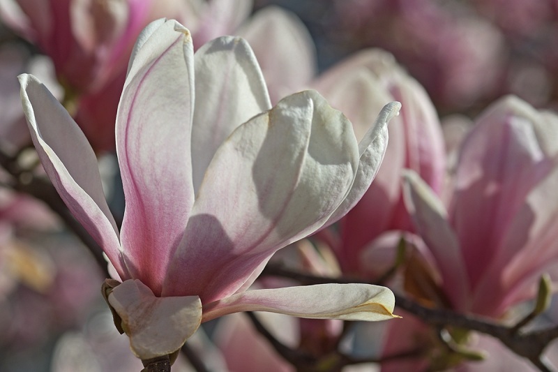 magnolia_09Apr22
