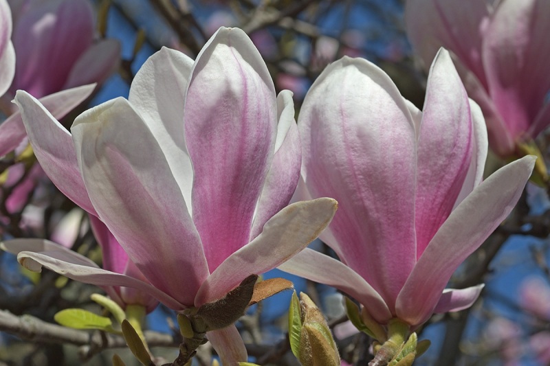 magnolia_10Apr22