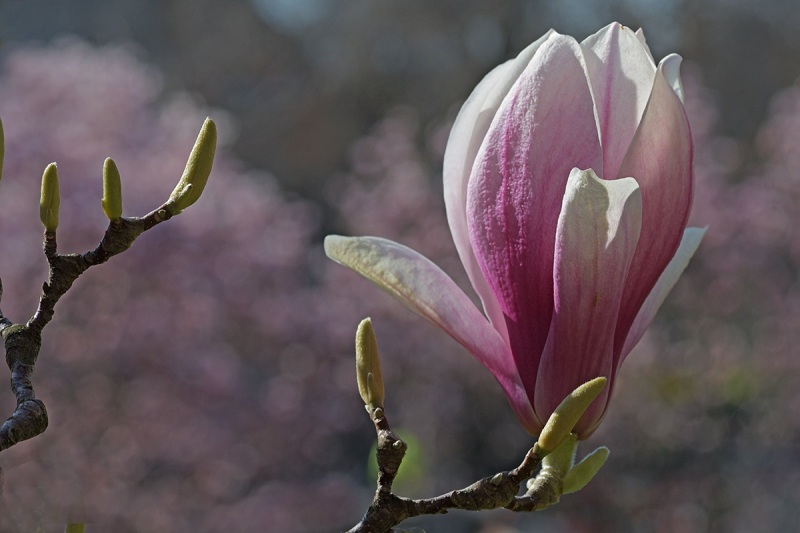magnolia_11Apr22