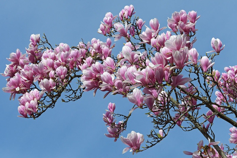 magnolia_25Mar24
