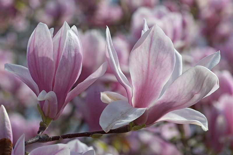 magnolia_26Mar24