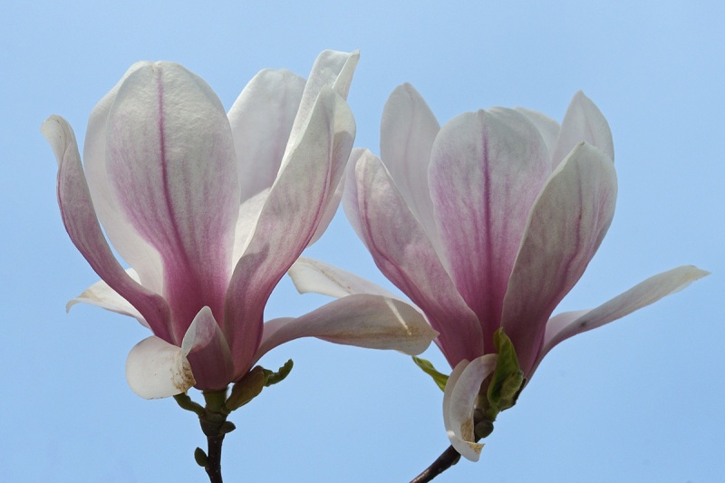 magnolia_27Mar24