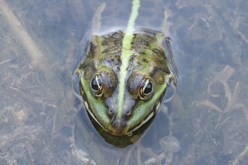 marsh-frog_14Apr24