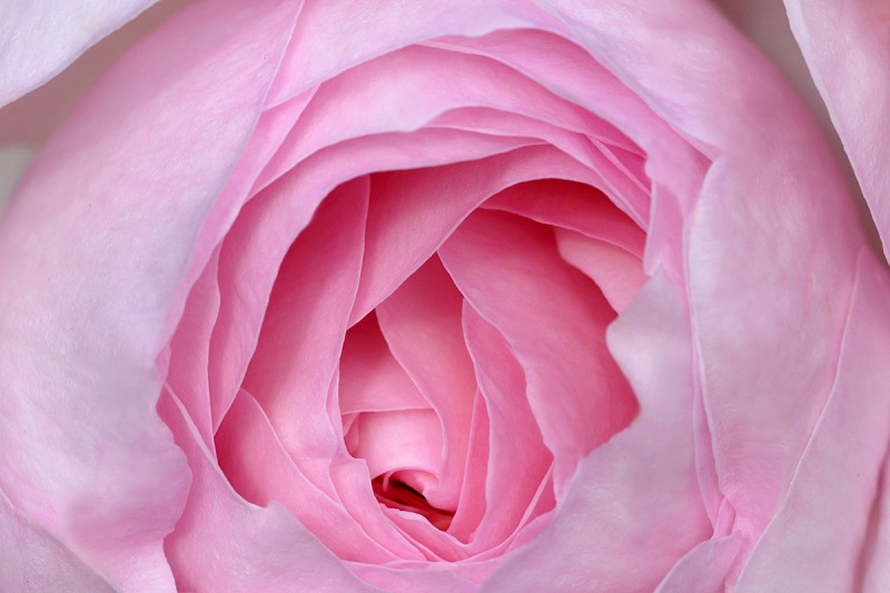 pink-rose_11Jun15