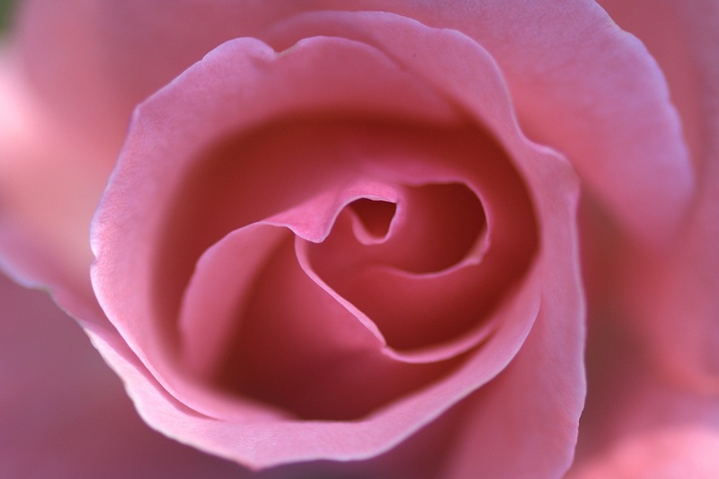 pink-rose_17Aug23