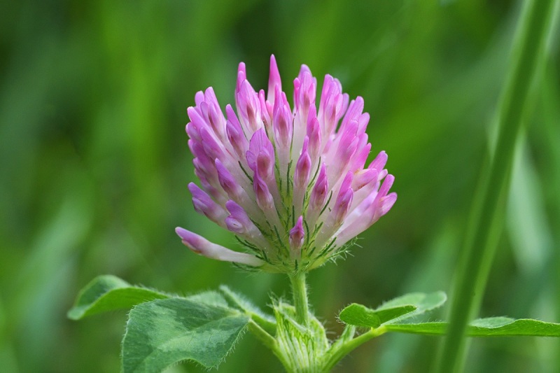 red-clover_21May22