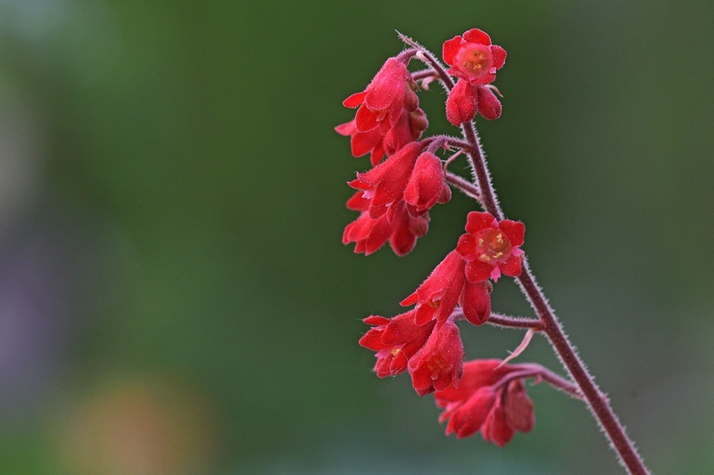 red-coral-bells_09Apr24
