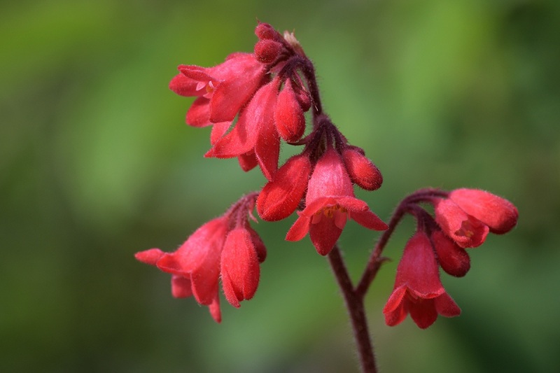 red-coral-bells_10Apr24